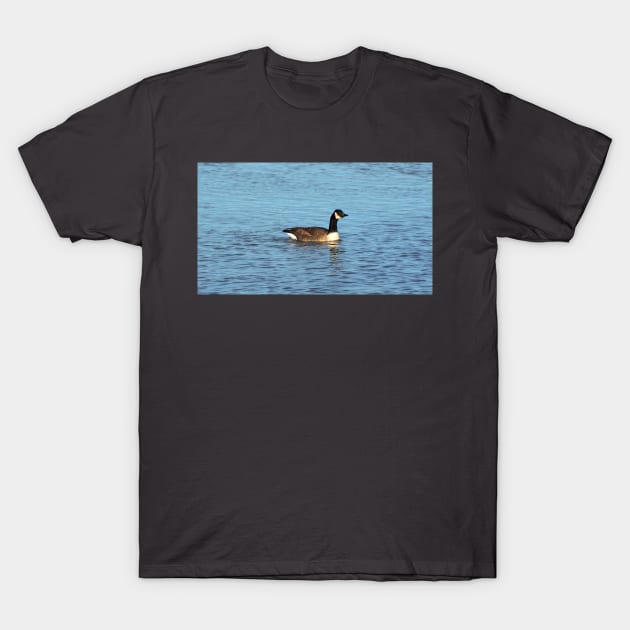 Canada Goose Swimming In The Water T-Shirt by BackyardBirder